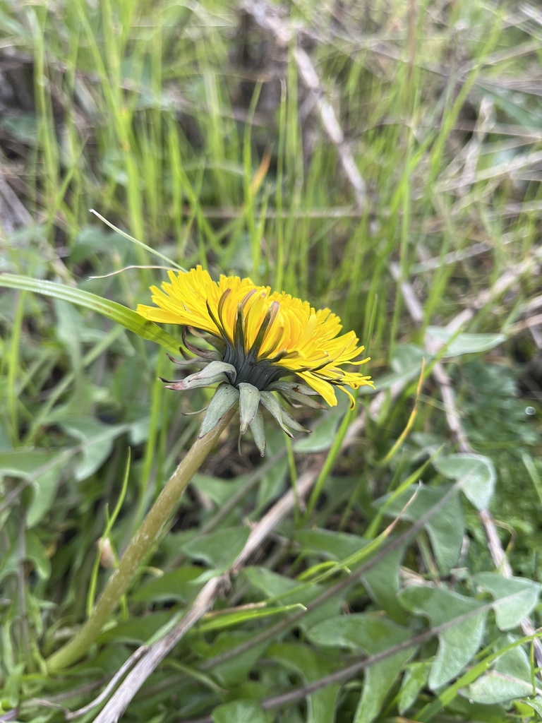 Dandelion