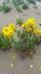 Erysimum menziesii