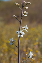 Delphinium gypsophilum