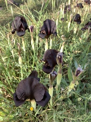 Iris nigricans
