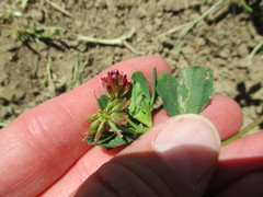 Trifolium gracilentum
