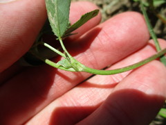Trifolium gracilentum