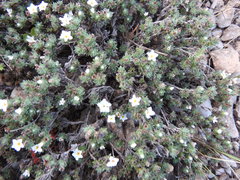 Euploca confertifolia