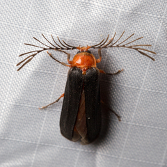 Pterotus obscuripennis