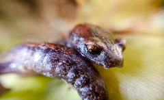 Hartweg's Mushroomtongue Salamander photo 3