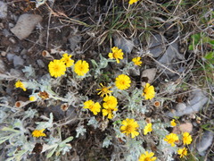 Thymophylla micropoides