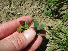 Trifolium gracilentum
