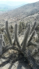 Trichocereus deserticola