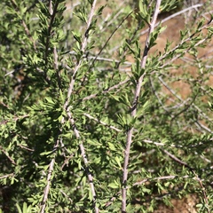 Prunus fasciculata