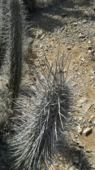 Trichocereus deserticola