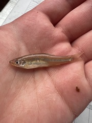 Sharpnose Shiner photo 2