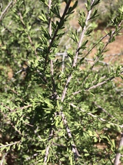 Prunus fasciculata