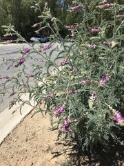 Astragalus brauntonii