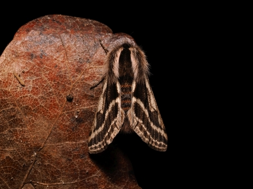 Belted Beauty Moth