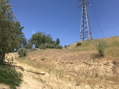 Astragalus brauntonii