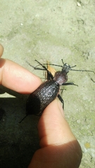 Carabus nankotaizanus