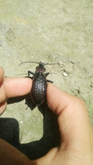 Carabus nankotaizanus