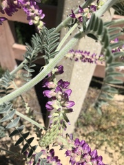 Astragalus brauntonii