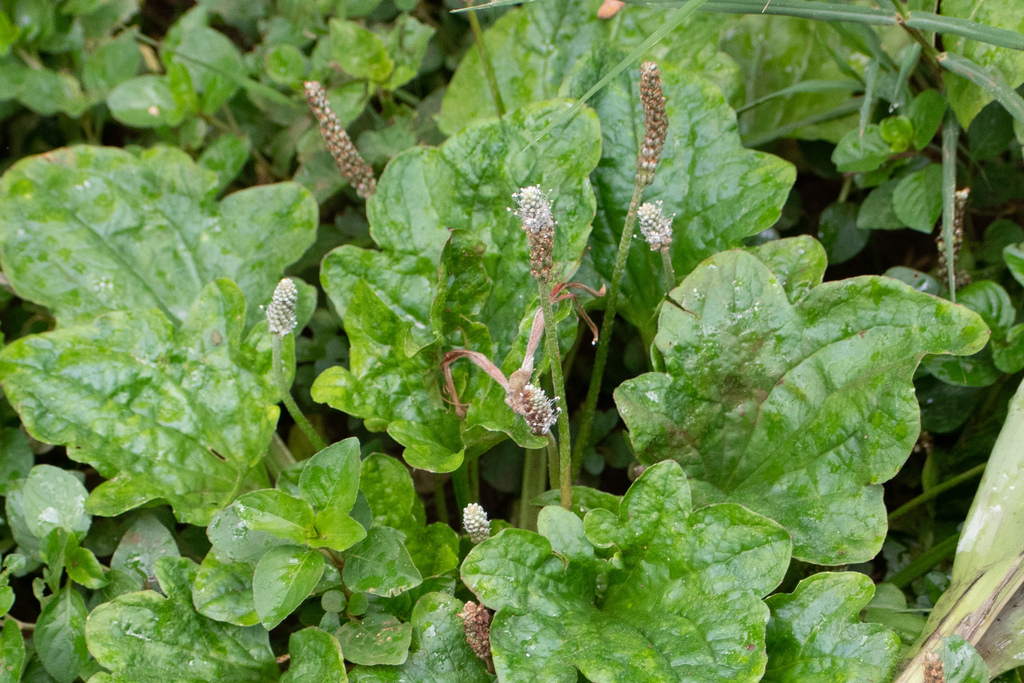 Plantago palmata