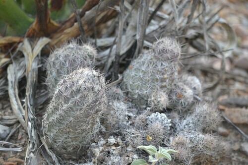 Coryphantha durangensis
