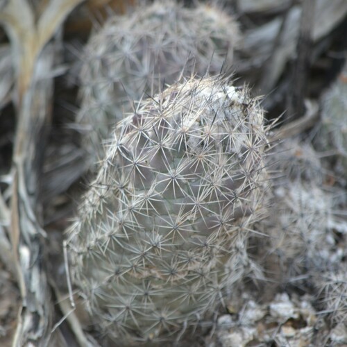 Coryphantha durangensis