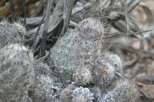 Coryphantha durangensis