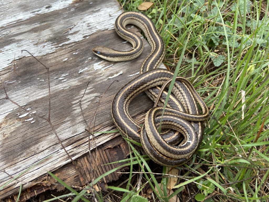 Texas Patch-nosed Snake from Travis Southwest, Dripping Springs, TX, US ...