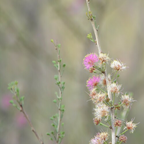 Image of Mimosa zygophylla by (c) Mauricio Calderón, some rights reserved (CC BY)