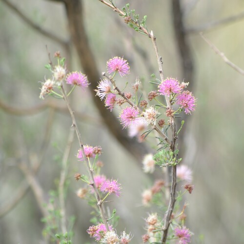 Image of Mimosa zygophylla by (c) Mauricio Calderón, some rights reserved (CC BY)