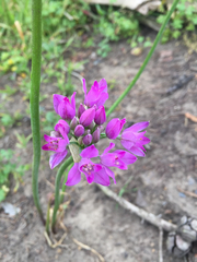 Allium dichlamydeum