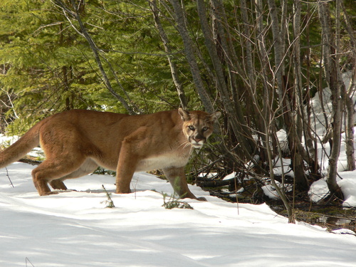Mountain Lion photographed in Montana