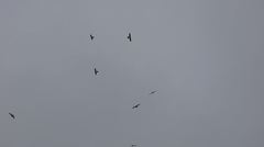 Ictinia mississippiensis