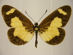 Acraea viviana