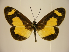 Acraea viviana
