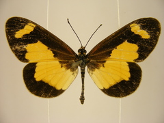 Acraea viviana