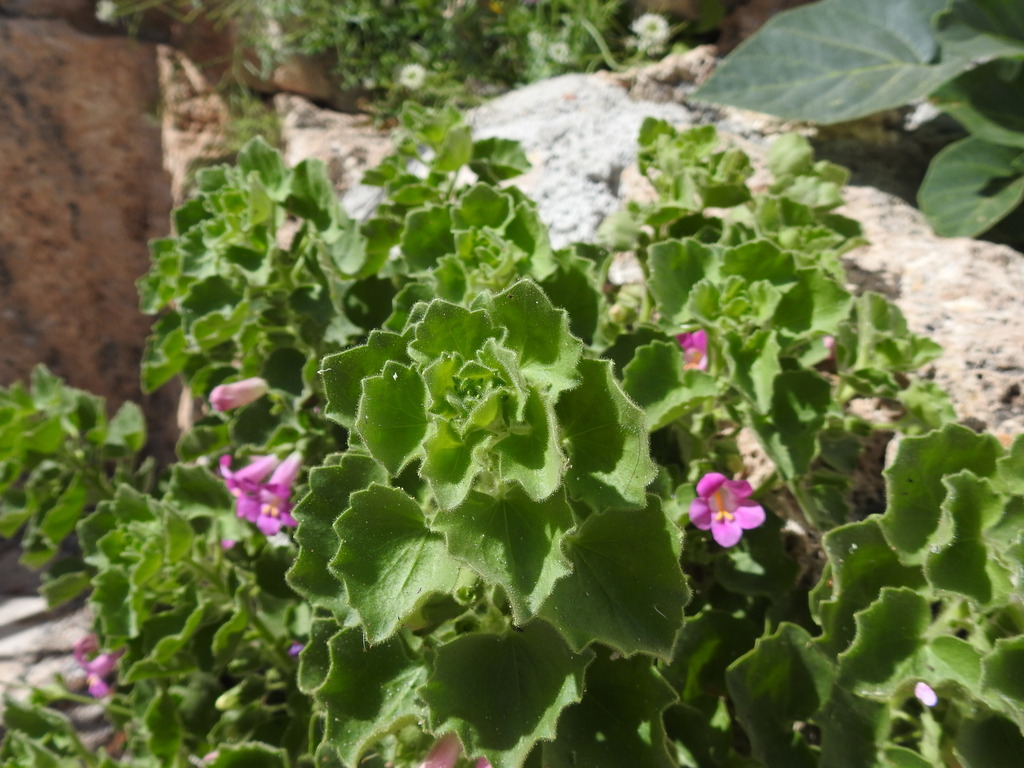 Mabrya erecta