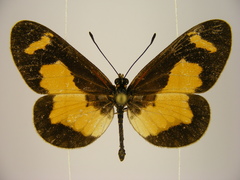 Acraea viviana