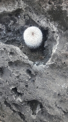 Mammillaria haageana
