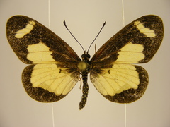 Acraea viviana