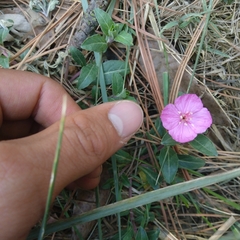 Oenothera deserticola
