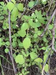 Hesperocnide tenella