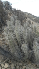 Trichocereus deserticola