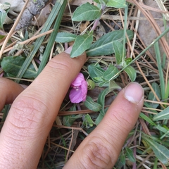 Oenothera deserticola
