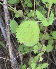 Hesperocnide tenella