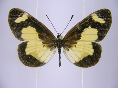 Acraea viviana