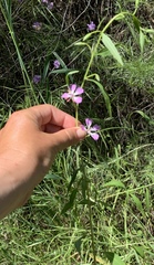 Clarkia delicata