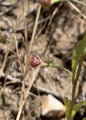 Convolvulus simulans