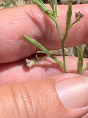 Convolvulus simulans