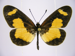 Acraea viviana