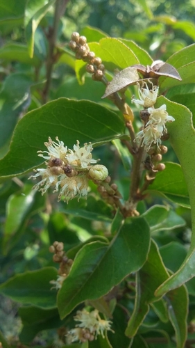 Croton arboreus